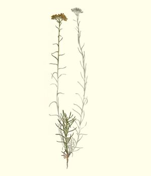 Planche botanique Helichryse
