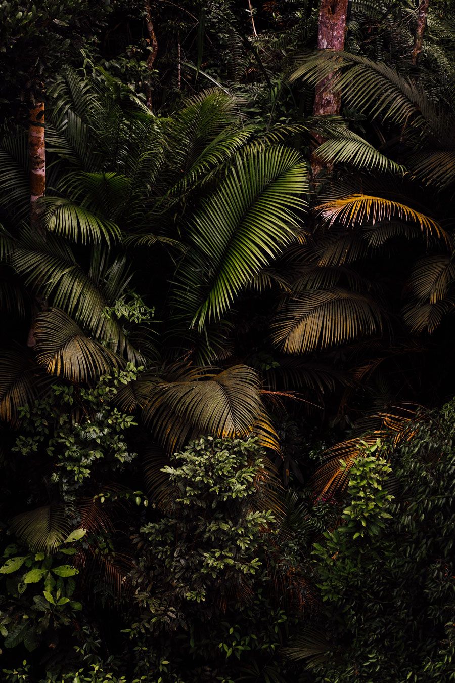 Forêt de palmiers ©Kristal NG/ Unsplash